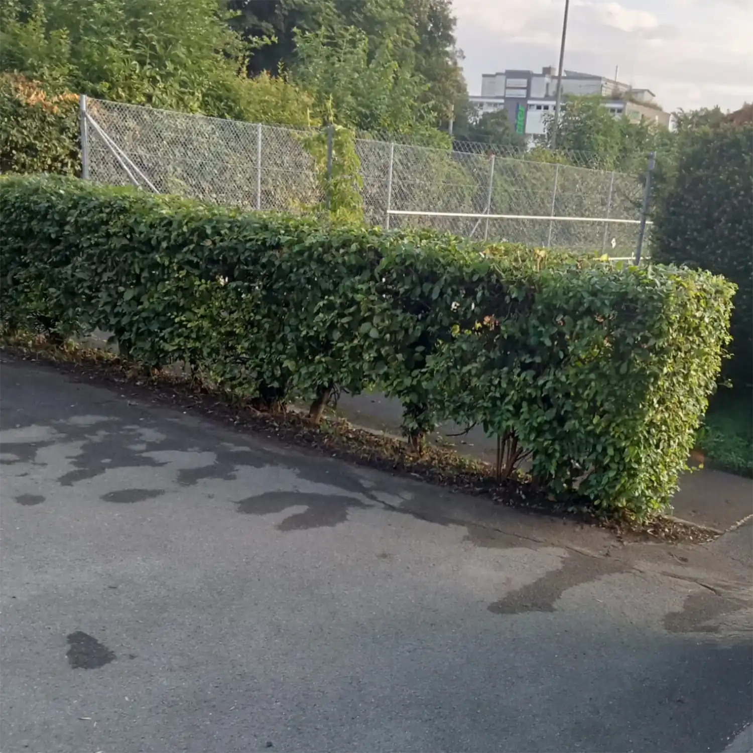 Ordentlich gepflegte Seitenhecke nach dem Heckenschnitt