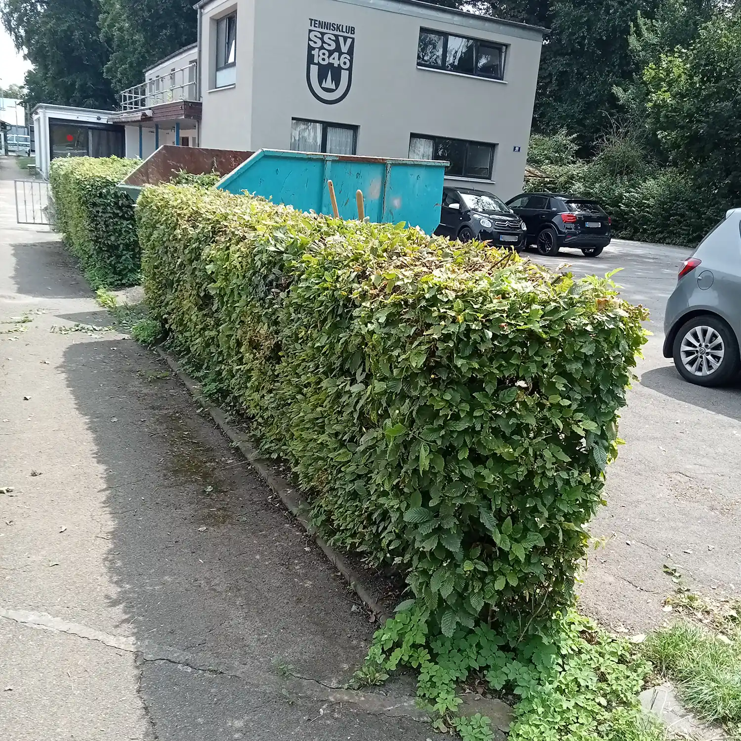 Ordentlich gepflegte Seitenhecke nach dem Heckenschnitt