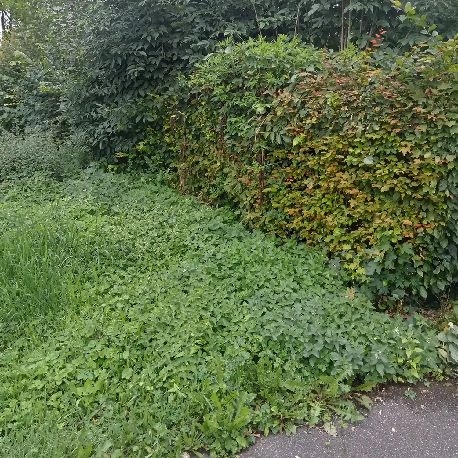 Verwilderte Heckenecke mit Wildwuchs vor der Heckenpflege