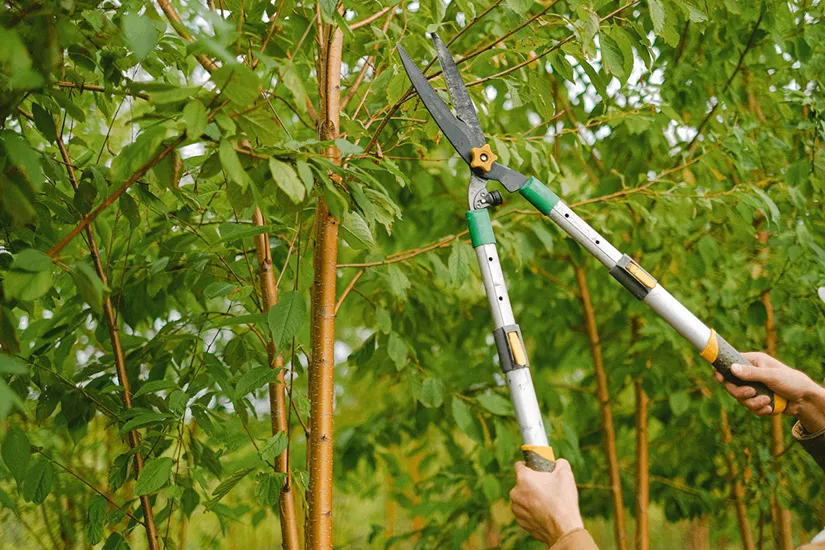 Fachgerechte Baumpflege durch Daniel Lasser Gartenbau – Rückschnitt und Erhalt von Bäumen
