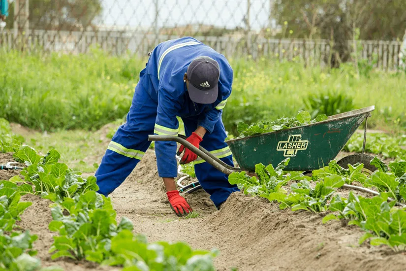 Aufbringung von fruchtbarem Humus durch Daniel Lasser Gartenbau zur Bodenverbesserung